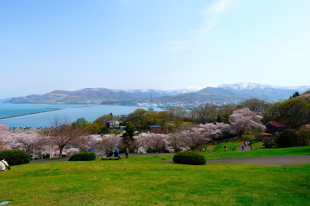 写真: 小樽の桜　手宮公園その１