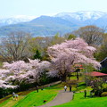 写真: 小樽の桜　手宮公園その２
