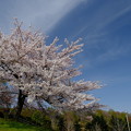 写真: 小樽の桜　手宮公園その３