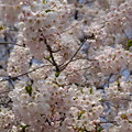 写真: 近所の桜
