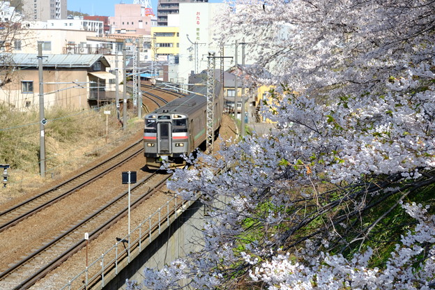 写真: 小樽の桜2022　花園橋より