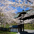 写真: 小樽の桜2022　天上寺その１