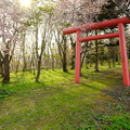 晩生内神社にて西日に輝く桜