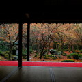 写真: 晩秋の京都2023　圓光寺その３