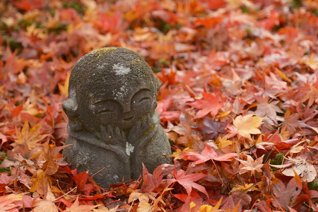 写真: 晩秋の京都2023　圓光寺その７