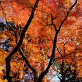写真: 晩秋の京都2023　真如堂その１