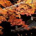 写真: 晩秋の京都2023　真如堂その３