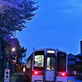 写真: 夕闇の桜とキハ11