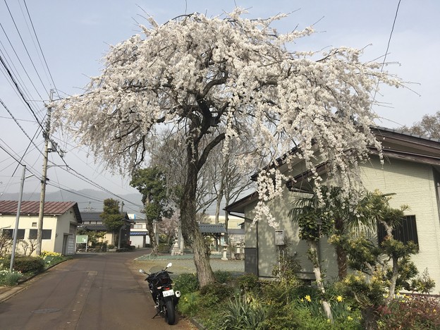 近江中庄にある枝垂桜