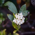 白花沈丁花（シロバナジンチョウゲ）