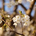 写真: 大島桜（オオシマザクラ）