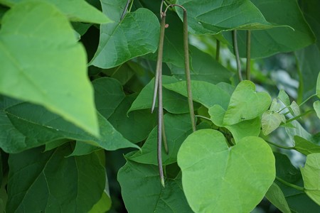 アメリカ木大角豆（アメリカキササゲ）