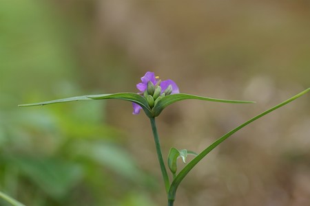 紫露草（ムラサキツユクサ）