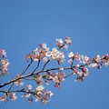 写真: 大寒桜（オオカンザクラ）