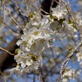 Photos: 大島桜（オオシマザクラ）