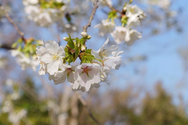 大島桜（オオシマザクラ）