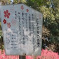 Photos: 吉高の大桜