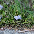 写真: 紫鷺苔（ムラサキサギゴケ）