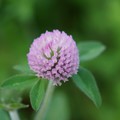 写真: 紫詰草（ムラサキツメクサ）