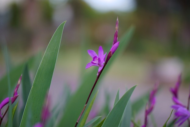 写真: 紫蘭（シラン）
