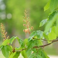 写真: 紅花栃の木（ベニバナトチノキ）