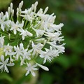 写真: 白花アガパンサス（シロバナアガパンサス）