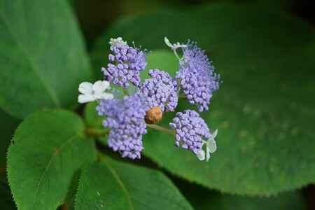 玉紫陽花（タマアジサイ）
