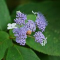 写真: 玉紫陽花（タマアジサイ）