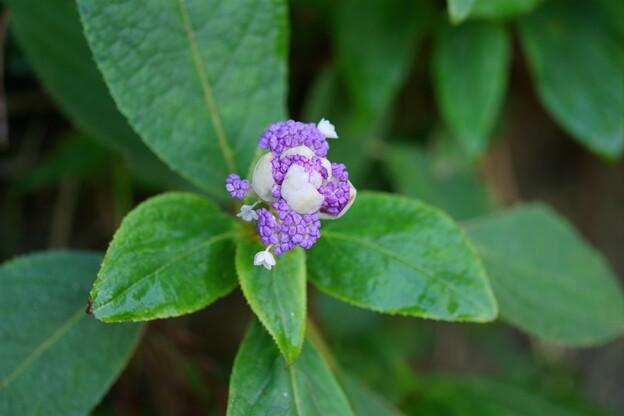 玉紫陽花（タマアジサイ）