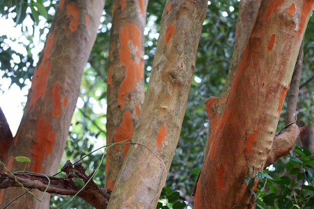 写真: 博打の木（バクチノキ）