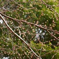 写真: 房桜（フサザクラ）