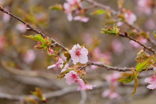 写真: 河津桜（カワヅザクラ）