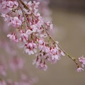 写真: 糸桜（イトザクラ）