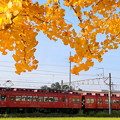 写真: 貴志川線と銀杏