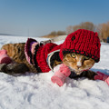 写真: 猫に手作りのセーターを着せて一緒に雪遊び