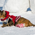 猫に手作りのセーターを着せて一緒に雪遊び