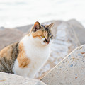 海辺の野良猫