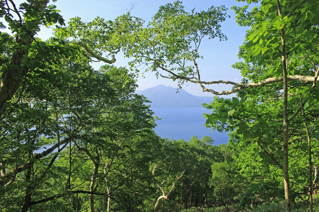 写真: 木々の間から見える支笏湖IMG_7249b