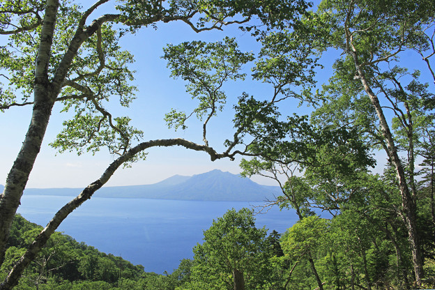 写真: 木々の間からみえる支笏湖IMG_7385b