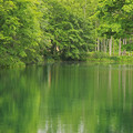 写真: 新緑の池IMG_7416a