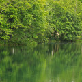 写真: 新緑の池IMG_7422a