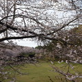 Photos: 2023.03.27 桜