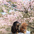 Photos: 桜をバックに(山中湖2022年4月23日)