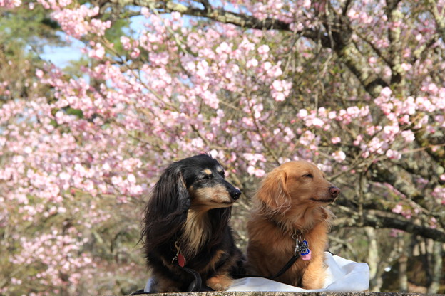 Photos: 桜をバックに(山中湖2022年4月23日)
