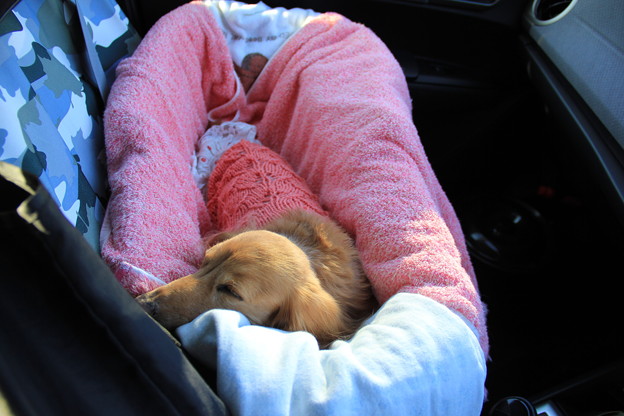 写真: ドライブ中は寝んね