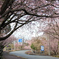 Photos: 伊豆高原のおおかん桜(2023年3月6日)