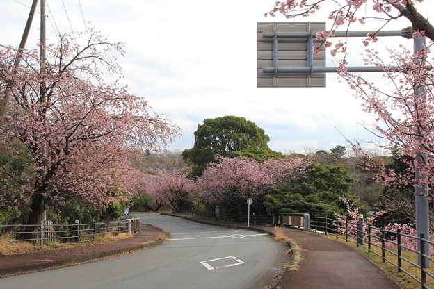 写真: 伊豆高原のおおかん桜(2023年3月6日)