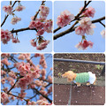 Photos: 伊豆高原のおおかん桜(2023年3月6日)