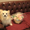 写真: 支配人さんからお花とバースデーカードをいただいたよ