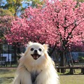 横浜緋桜(横浜公園2024年3月31日)